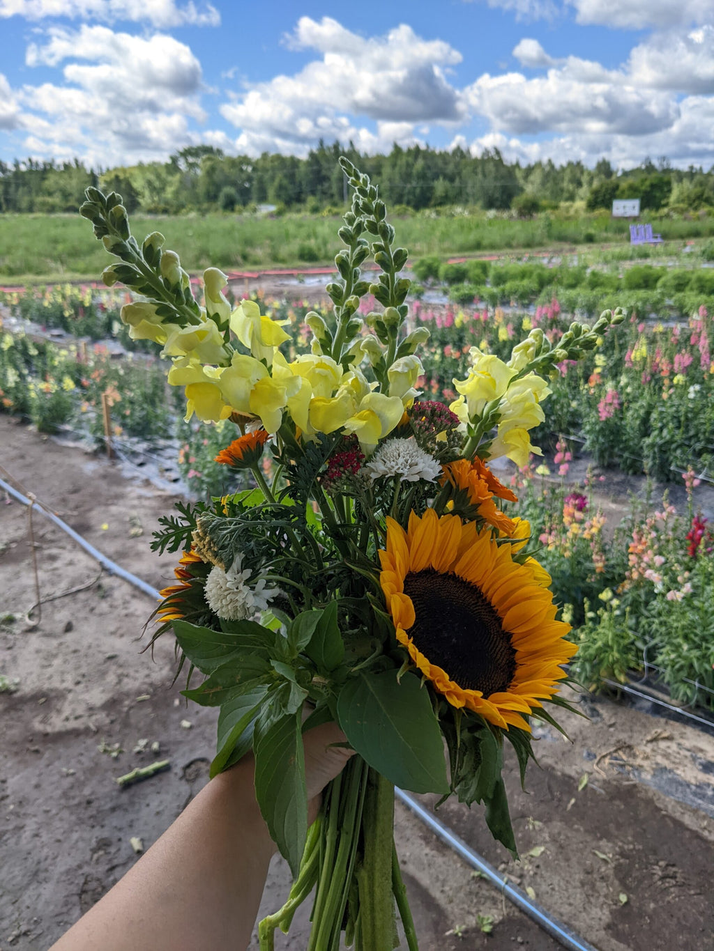 Harvest Host Grab&Go Bouquet of Flowers image 2