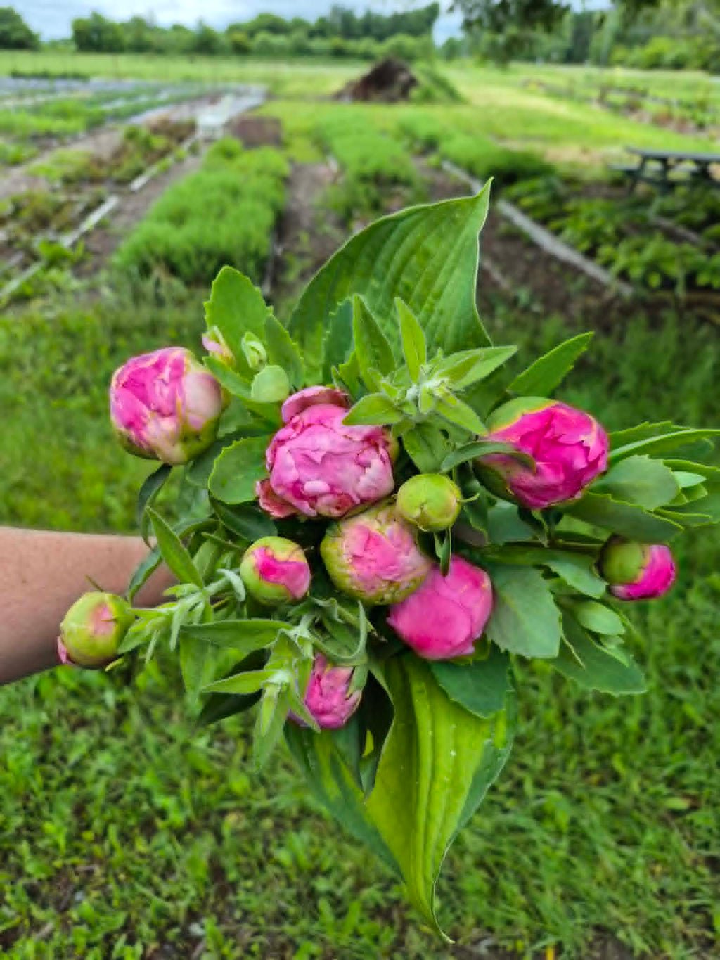 Limited Edition Peony Bouquet