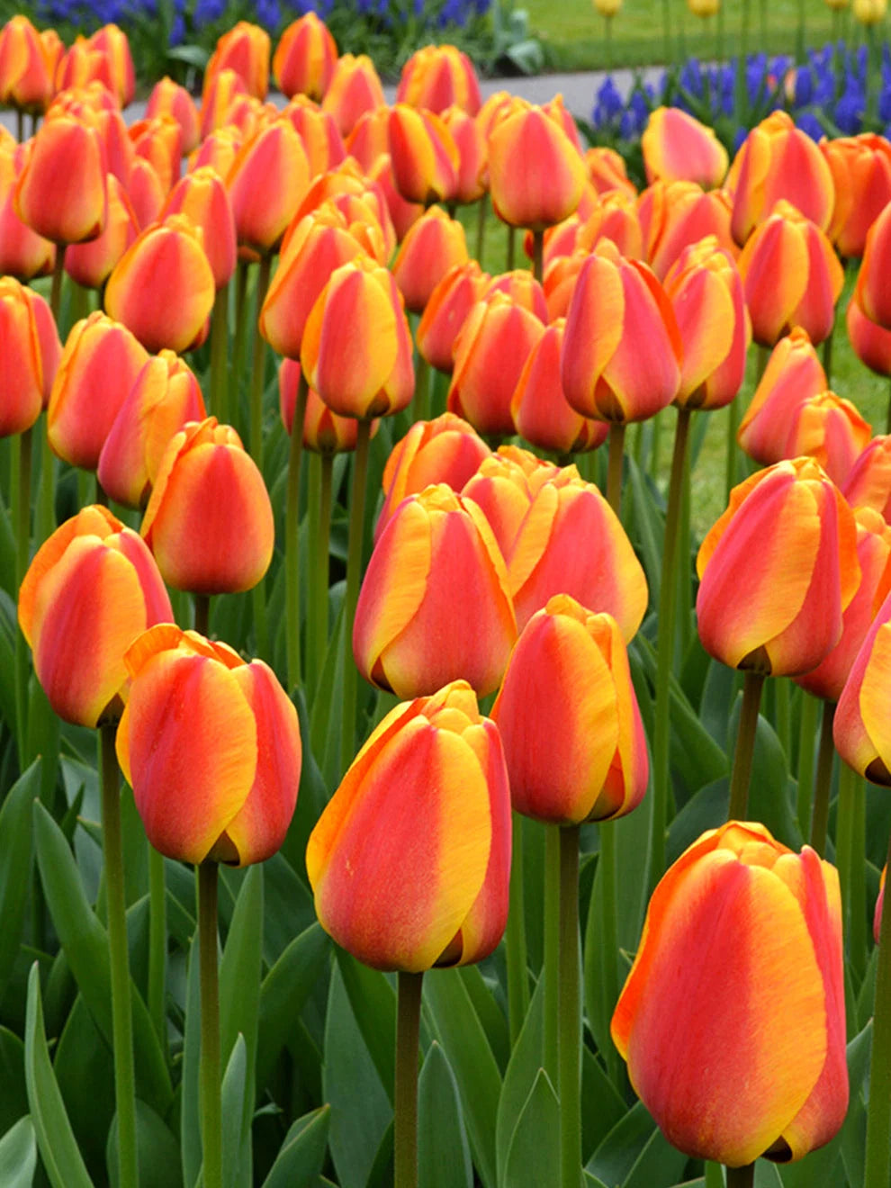 Apeldoorn Elite