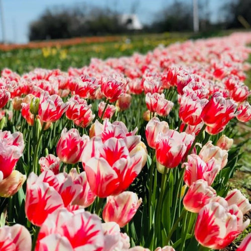 Sorbet Tulip Bulbs image 1