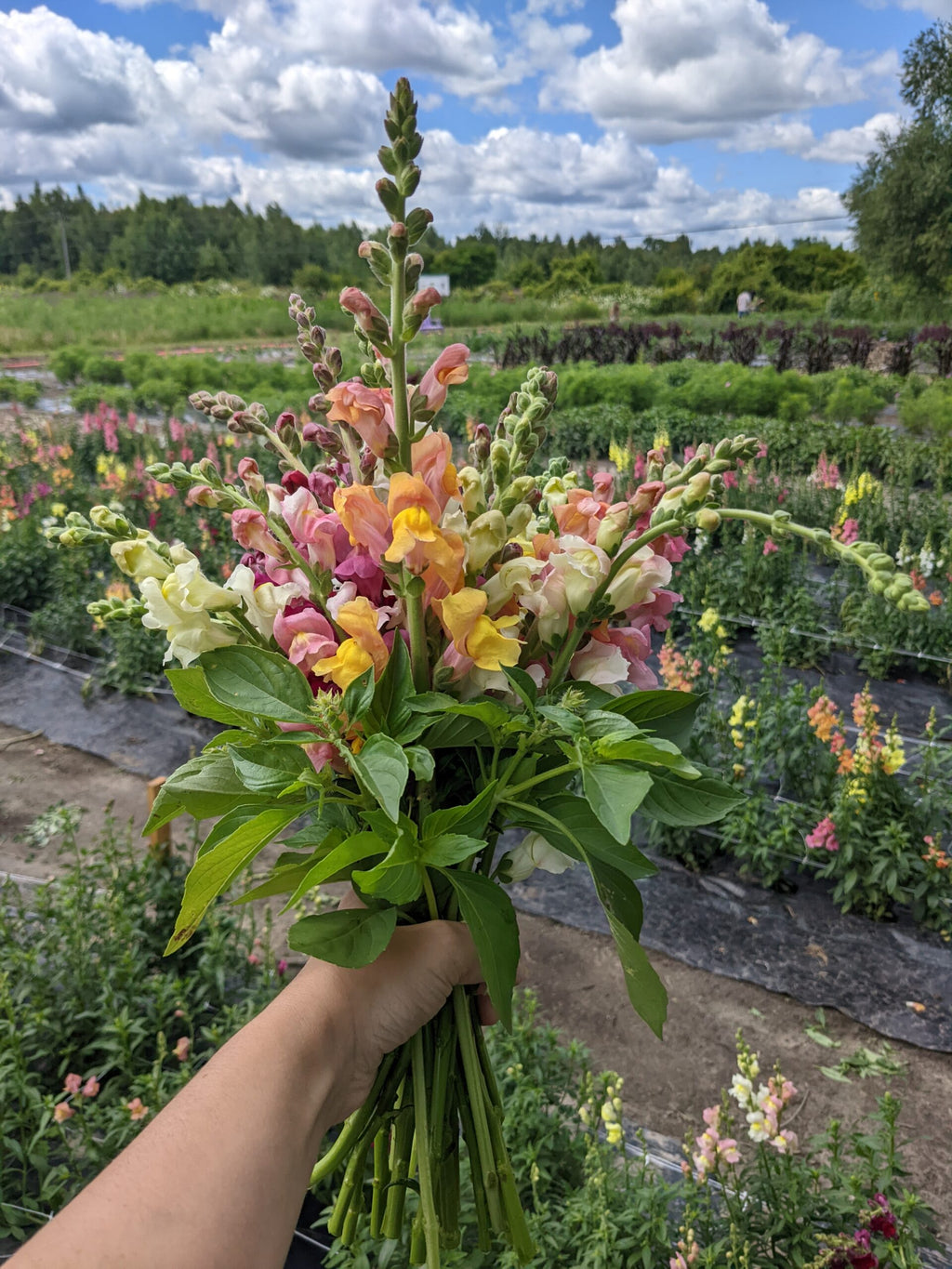 Harvest Host Grab&Go Bouquet of Flowers image 1