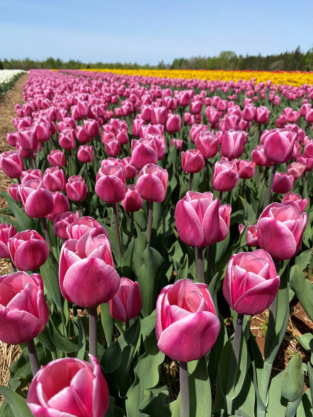 Pier 21 Tulip Bulbs image 1