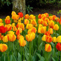 Beauty of Apeldoorn Tulip Bulbs image 1
