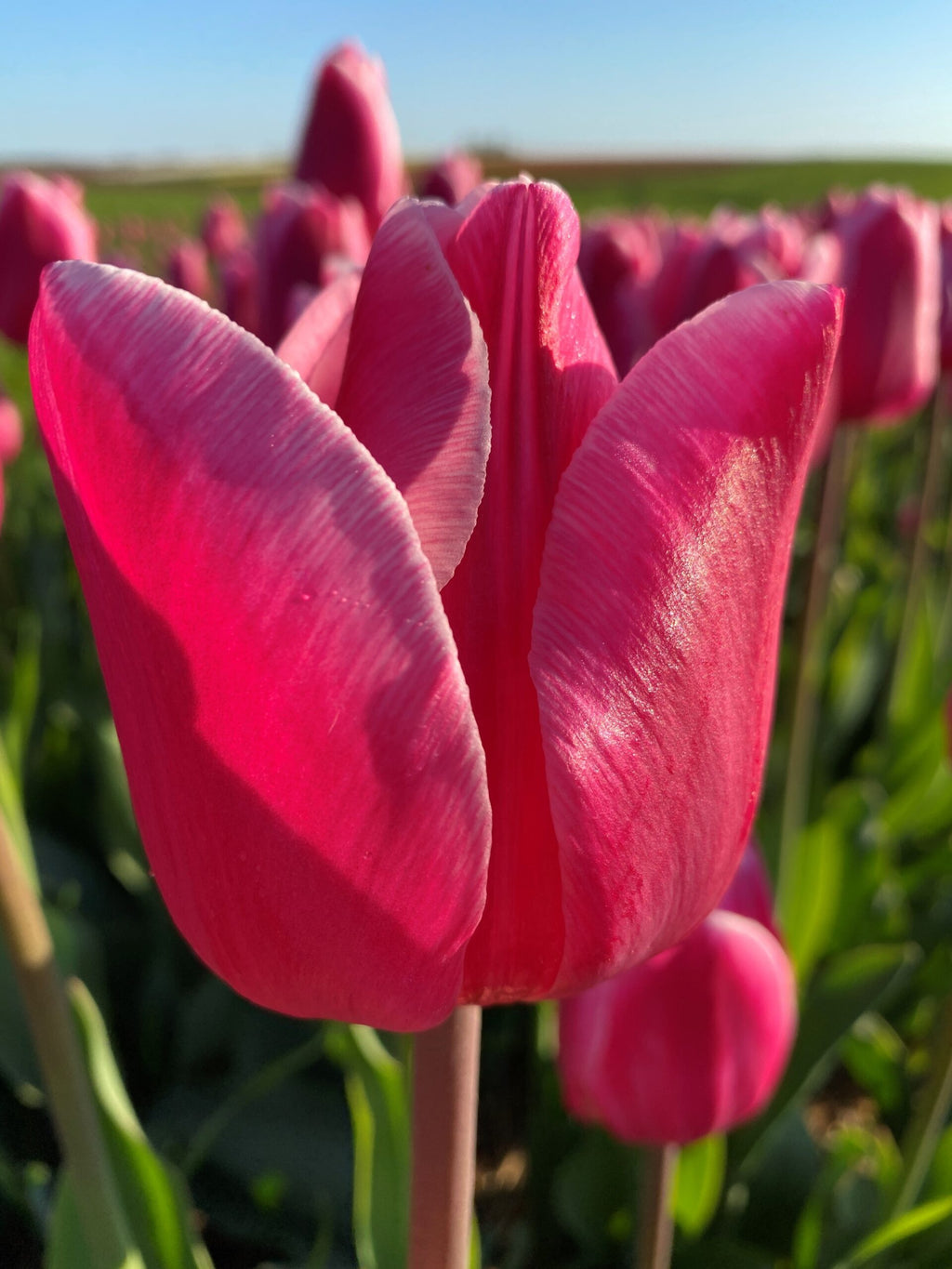 Pier 21 Tulip Bulbs image 0