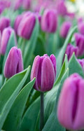 Drapeau violet