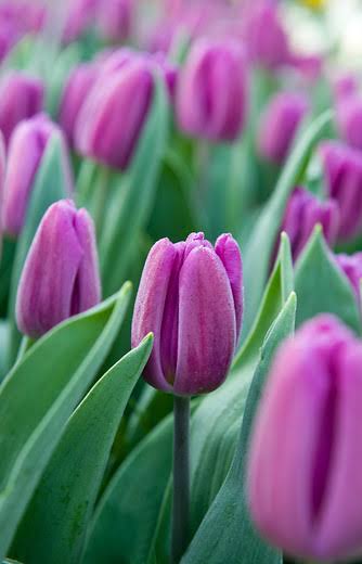 Drapeau violet