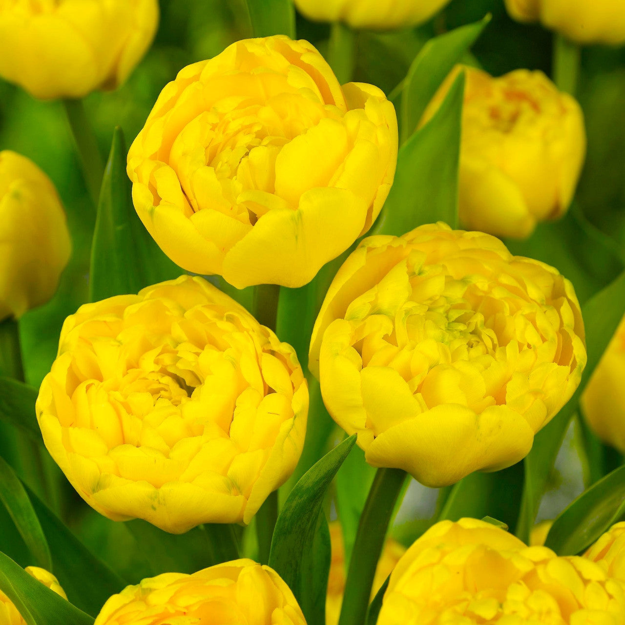Yellow Pomponette